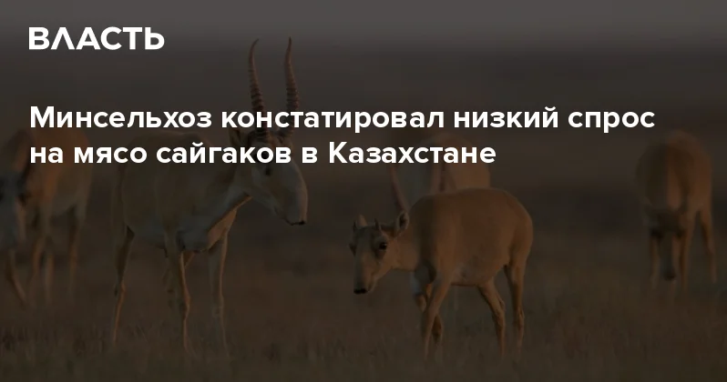 Минсельхоз констатировал низкий спрос на мясо сайгаков в Казахстане Аналитический интернет журнал Власть