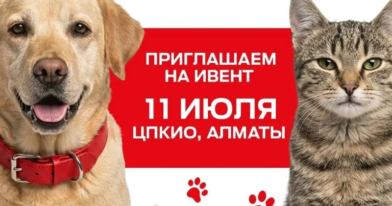 Не покупай, приюти! Благотворительная акция по пристройству животных пройдёт в Алматы