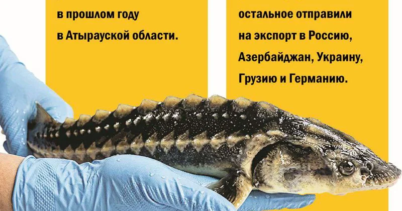 Второе дыхание отрасли