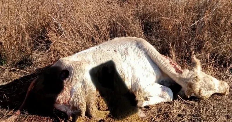 Шакалы держат в страхе жителей Жетысуской области