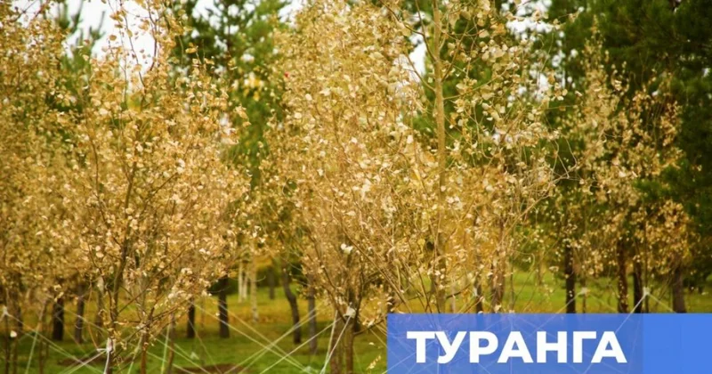 В Астане впервые высадили дерево туранга, спасавшее казахов от гибели в Голодомор