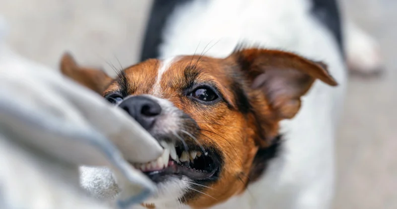 Алматы тұрғынын ит тістеп алған: Ботаникалық бақ өкілдері пікір білдірді