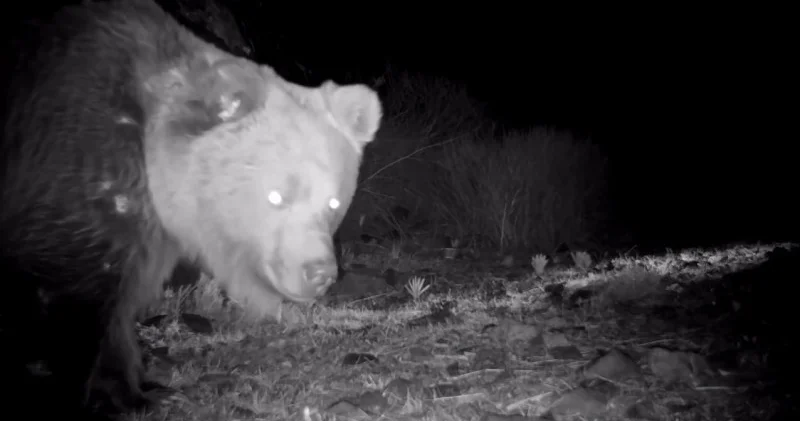 Жетісуда сирек кездесетін жыртқыш байқалды