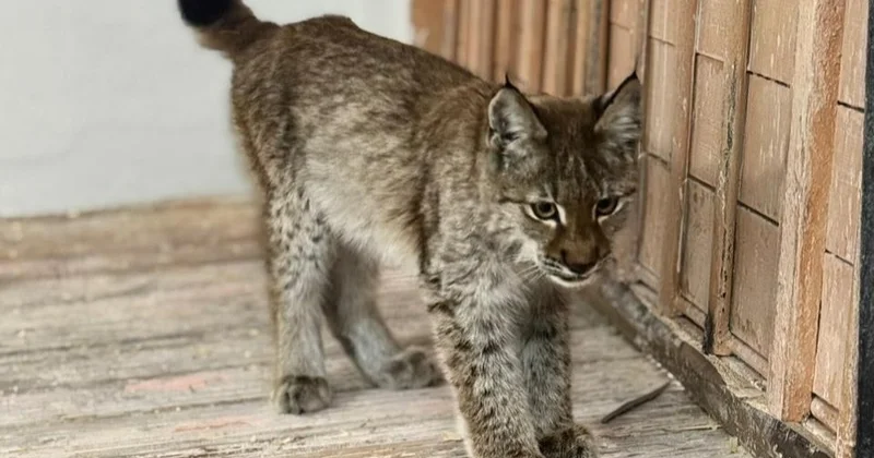 Абай облысында орманда адасқан сілеусін адамдардан пана тапты