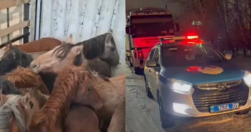 Жылқы ұрлағандар Қарағандыда ұсталды