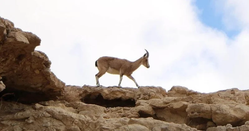 По три года получили за охоту на джейрана трое жителей Алматинской области