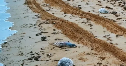 За пять дней на побережье Каспия найдено 183 туши тюленей