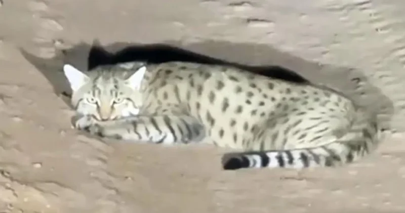 Дикого степного кота заметили на дороге в Мангистау (ВИДЕО)