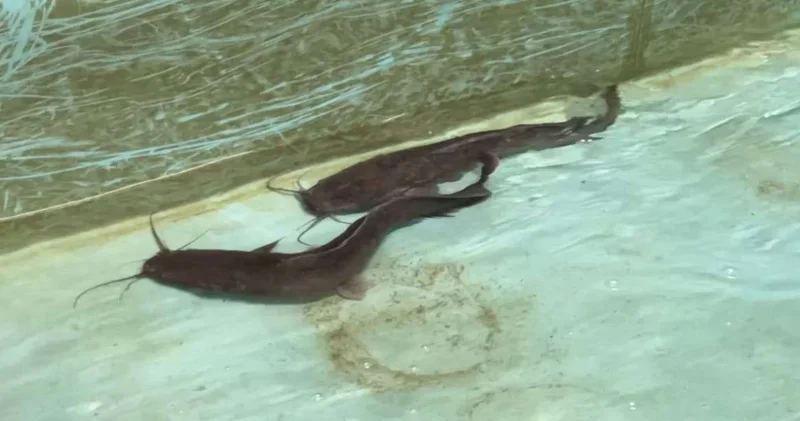 В Мангистау выращивают африканского сома