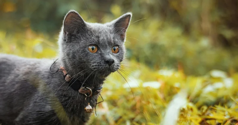 Сотни кошек утопили во время традиционного обряда в Китае (ВИДЕО)