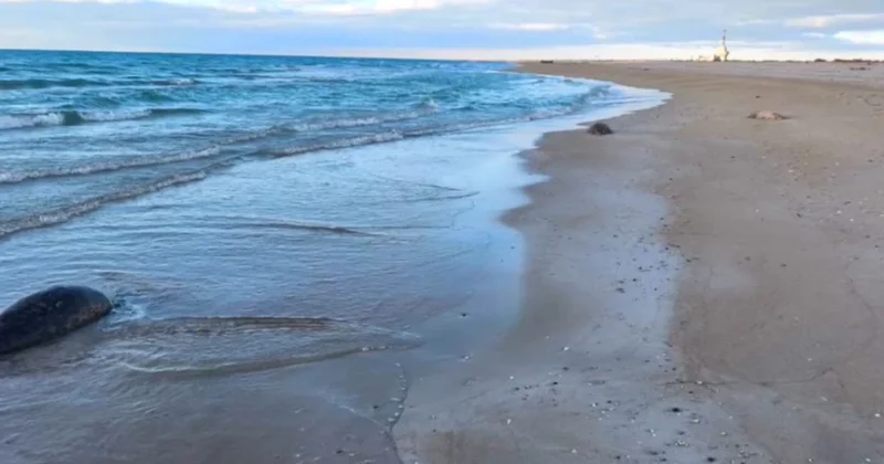 Каспий теңізінен экологтар зиянды зат таппады