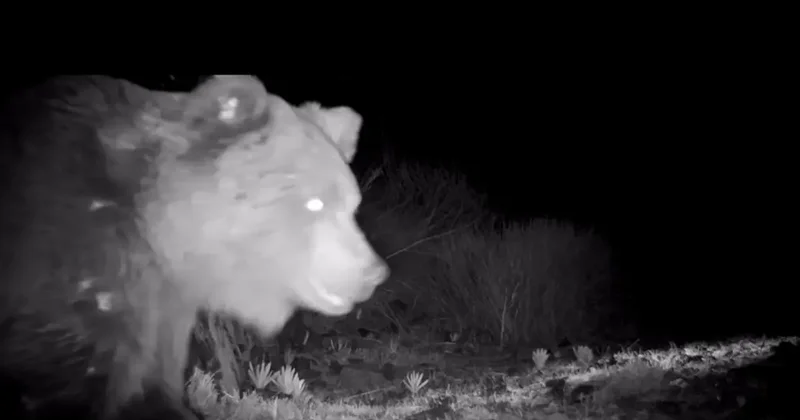 Краснокнижный тяньшанский медведь заинтересовался фотоловушкой в Алтын Эмеле