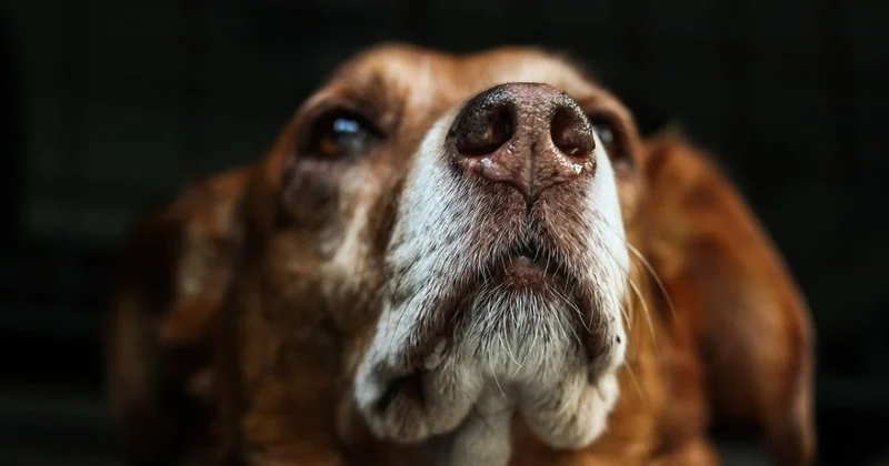 Мужчину обвинили в продаже мяса собак в рестораны России