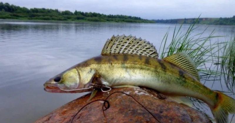 75 тоннадан астам балық Еуропаға заңсыз экспортталған