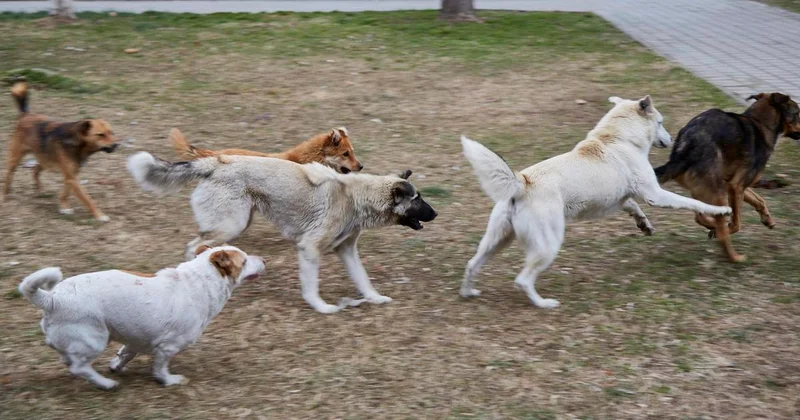 Окружили пять шесть собак: на школьницу напали бездомные собаки в Кокшетау