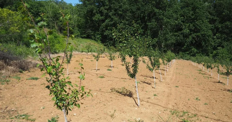 Исчезновением деревьев с площади недовольны жители Атырау (видео)