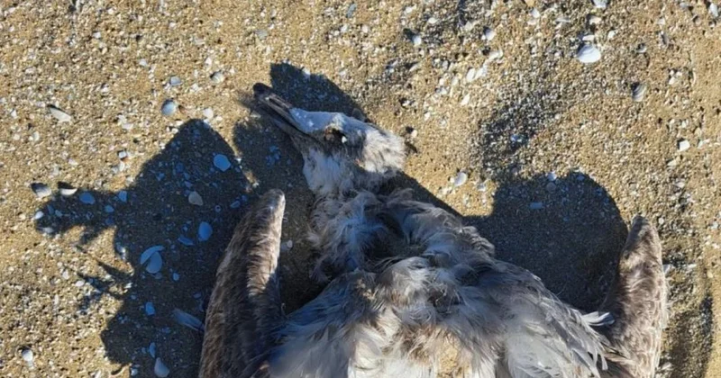 Погибших птиц обнаружили на побережье Каспия в Мангистау (ВИДЕО)