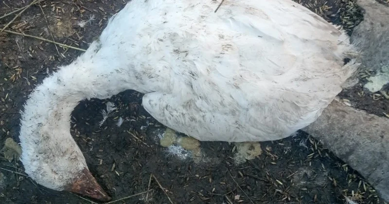 Павлодарда үй құстарының неден қырылып қалғаны әлі де анықталған жоқ