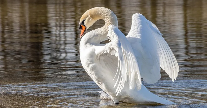 Лебедя спасли из котлована одного из горнодобывающих предприятий Кокшетау (ВИДЕО)