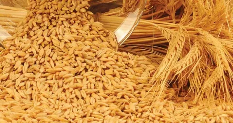 Қазақстан былтыр Иран нарығына 500 мыңнан астам тонна арпа жеткізген