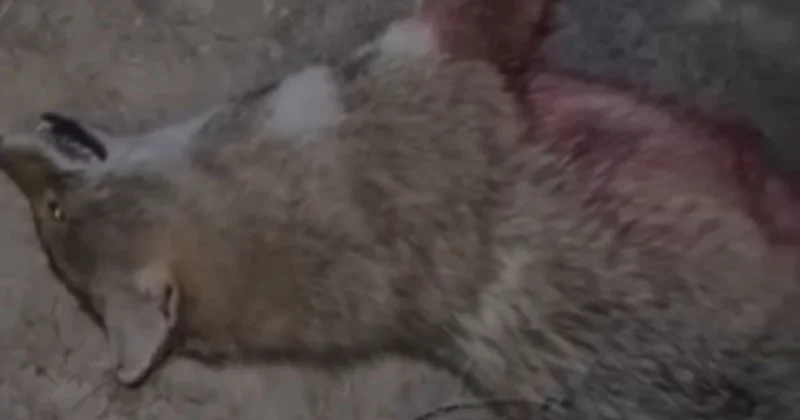 Жаңа Қаратон тұрғындары малға жануар шапқанын хабарлады