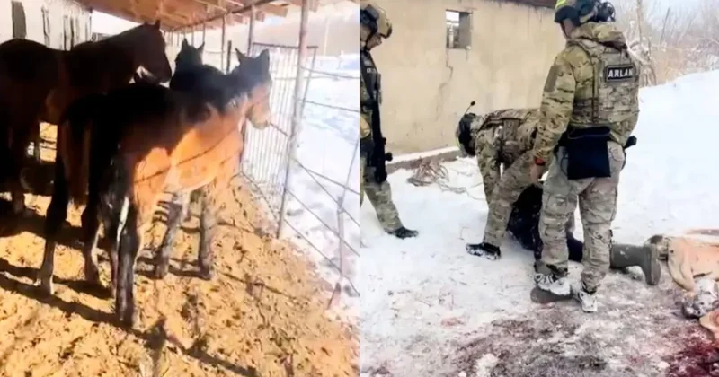 Жетісуда 11 жылқыны айдап алып кеткен қылмыстық топ ұсталды
