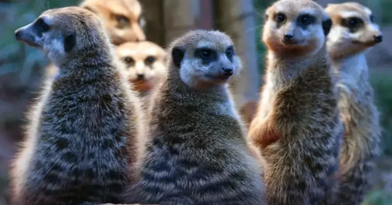 Люди похожи на сурикатов, но им далеко до калифорнийских хомячков. Учёные опубликовали рейтинг моногамии животных