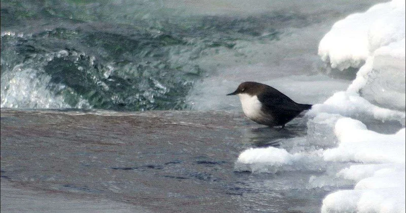 Оляпка хозяйка студеных вод