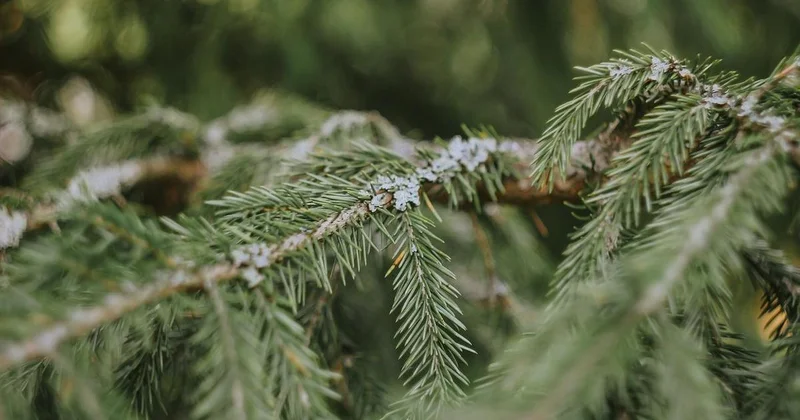 Штраф в тройном размере : какое наказание понесут казахстанцы за незаконную вырубку елей