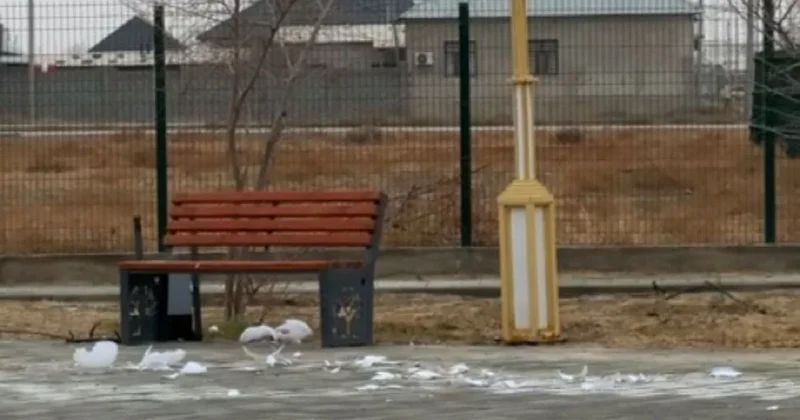 Погром устроили на аллее в Туркестане