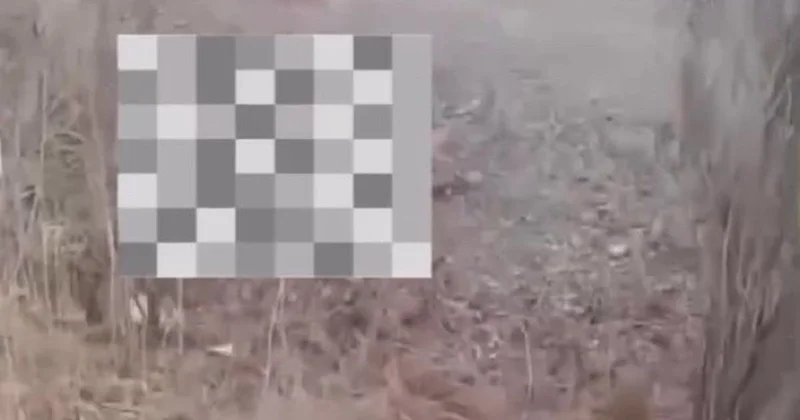 Разделанных лошадей заметили у дороги в Алматинской области