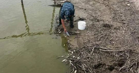 Қостанай облысында балық қырылды : мамандар тексеріс жүргізеді