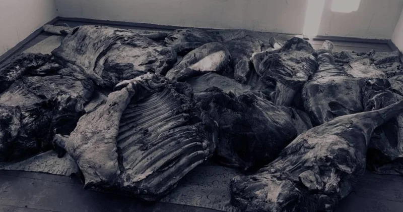 Рекордные цены на говядину: четверо мужчин отстреливали чужой скот в Алматинской области