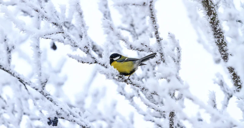 Қазақстанда 38 градусқа дейін аяз болады