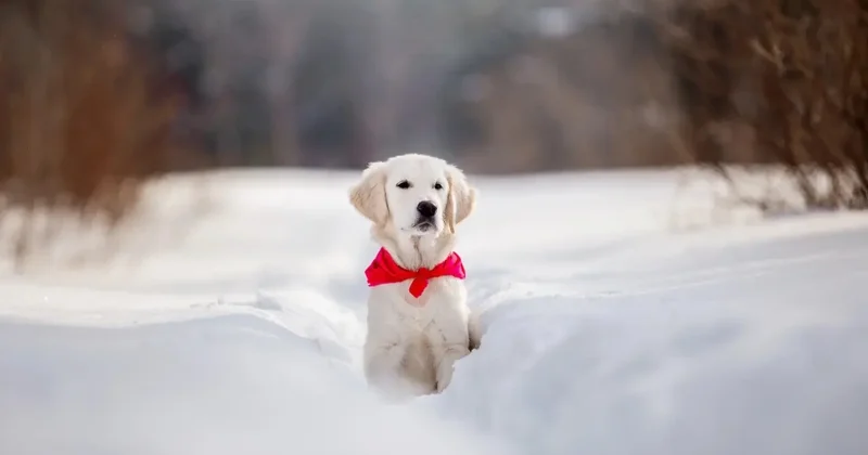 Морозы до 38 градусов ожидаются в Казахстане в ближайшие дни