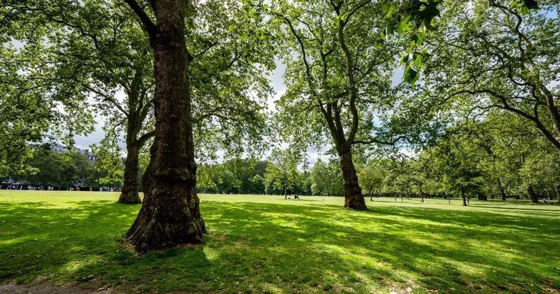 4,1 га земли возле "Парка ветеранов" в Талдыкоргане незаконно передали частнику