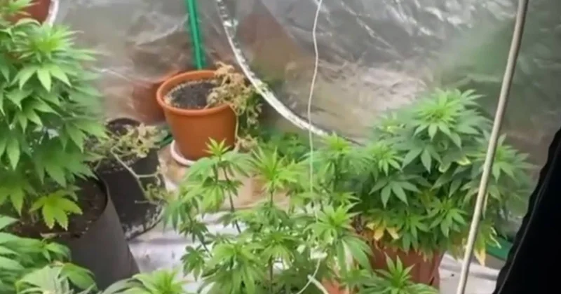 Сын выращивал коноплю в квартире пожилого отца в Карагандинской области (ВИДЕО)