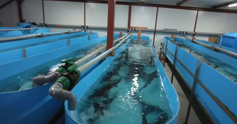 Балық өсіруге қолдау көрсетіледі