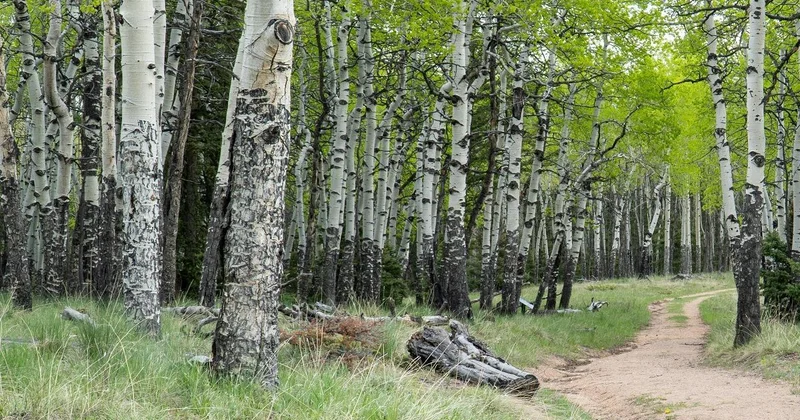 Землю у Парка ветеранов в Талдыкоргане вернули государству