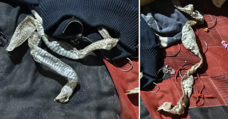 Женщина инсценировала исчезновение с змеиной шкурой, чтобы запутать семью