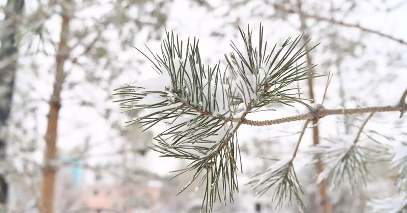 Таразда оқушылар ертең онлайн оқиды