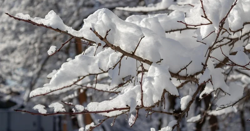 Ветка от дерева рухнула на ребенка в Шымкенте