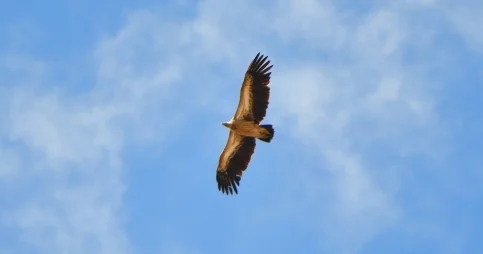 Сотрудников нацпарка в Баянауле подозревают в контрабанде краснокнижных птиц