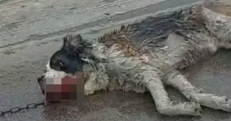 Собаку тащили волоком за машиной на глазах ее хозяйки в поселке Алатау (ВИДЕО)