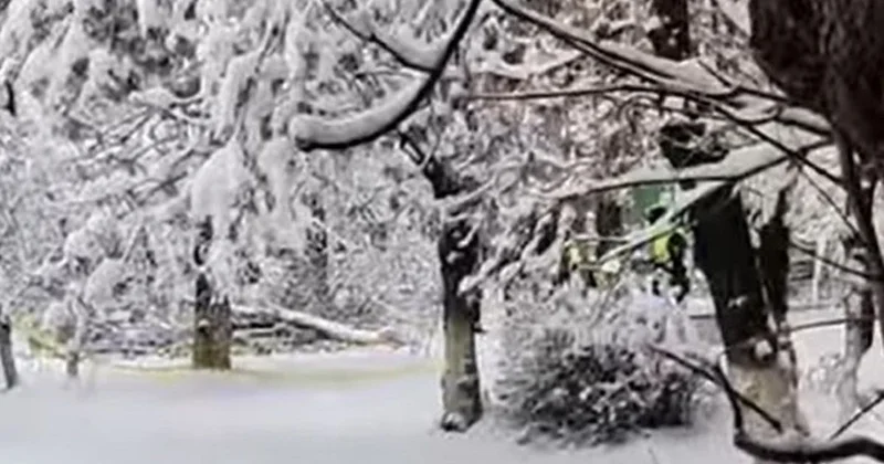 Упавшая ветка убила ребенка в Шымкенте: раскрыты обстоятельства трагедии