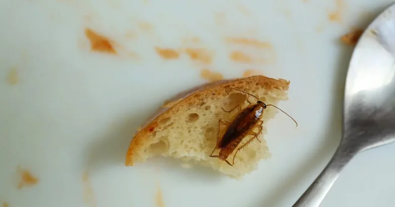 В больнице Караганды пациентам подали еду с насекомыми: поставщика питания проверяют