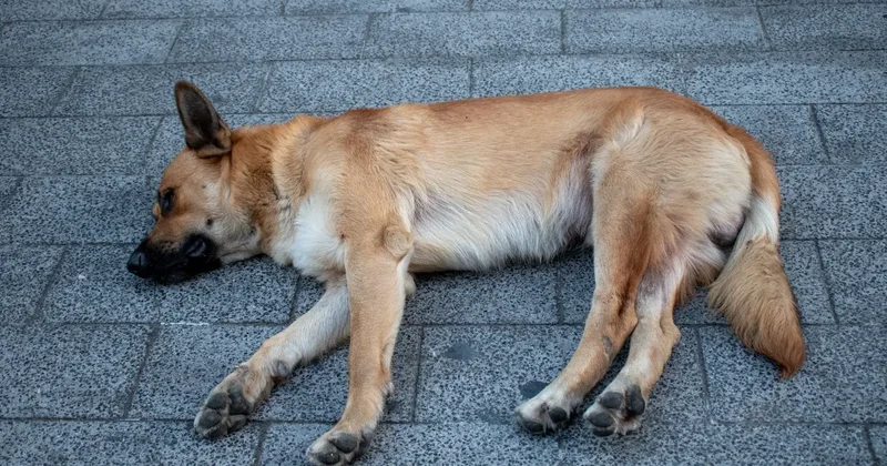 Собаку привязали к машине и тащили по дороге: жителя Алматы привлекут к ответственности