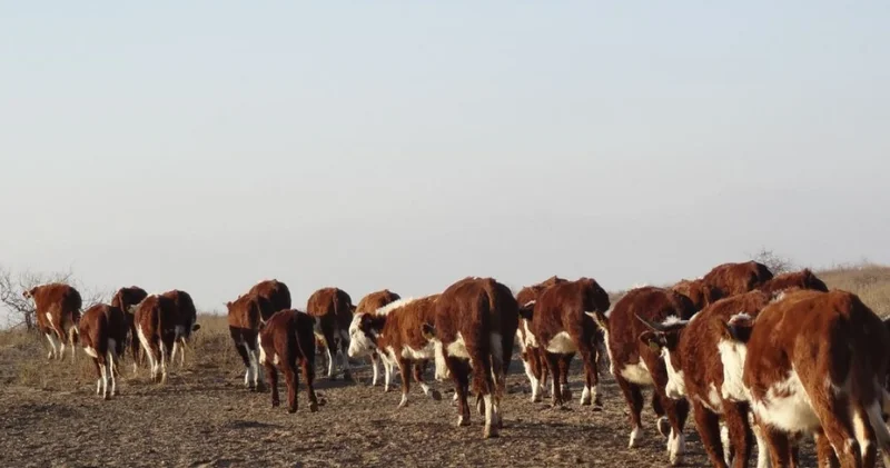 Атырау облысында белгісіз мал ауруы таралуына байланысты сиыр етін сатуға тыйым салынды