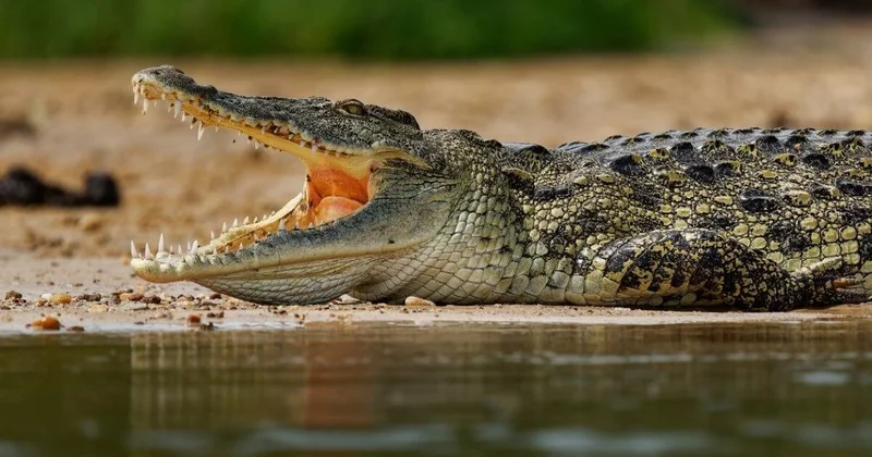 Рыбак попал в пасть к крокодилу, спасаясь от стада слонов