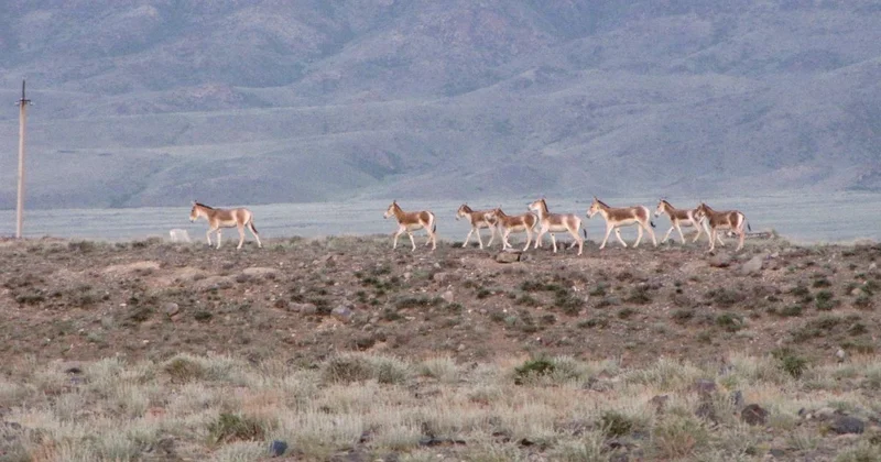 В Алтын Эмеле посчитали краснокнижных животных